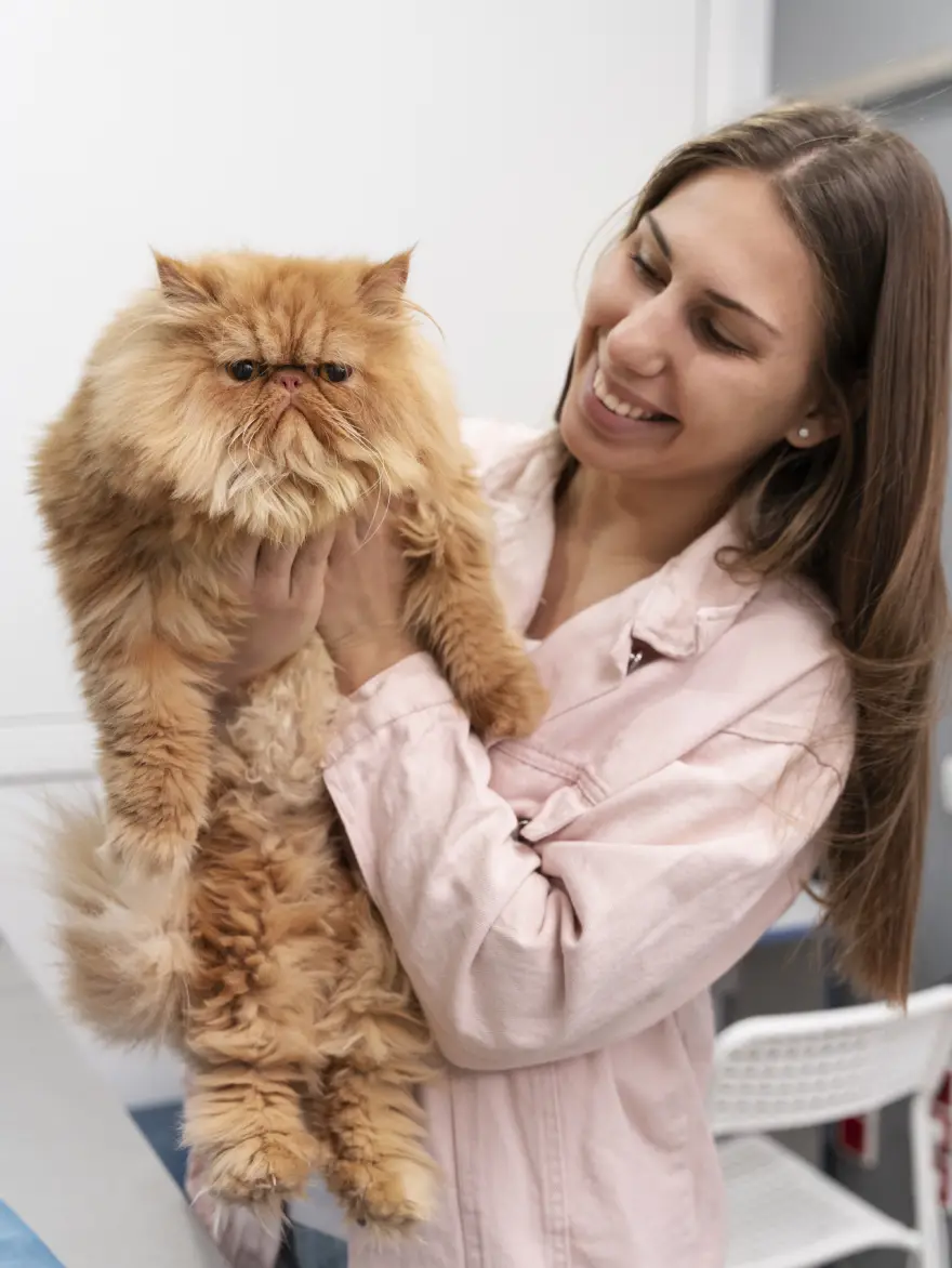 bästa kattklipp stockholm