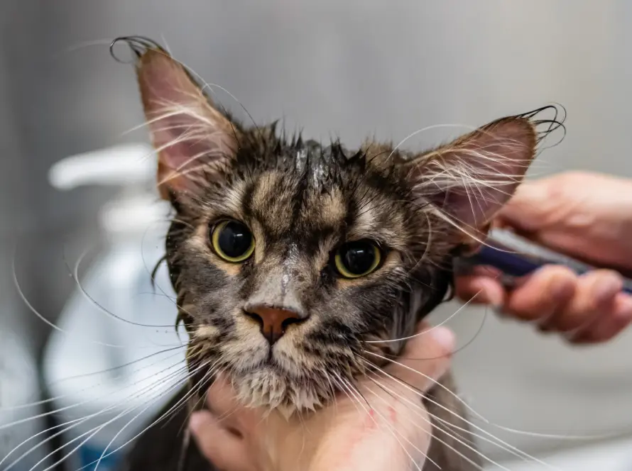 Kattbad Stockholm