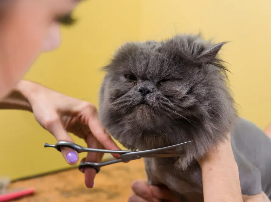 katt trim stockholm