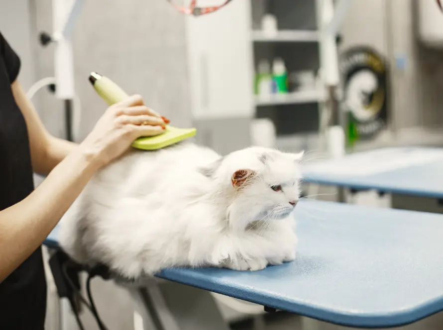ullkamning katt stockholm